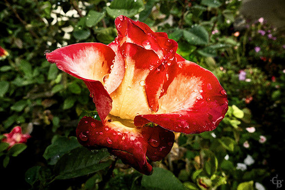 In My Yard-1