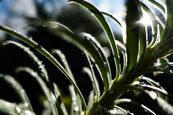 Morning Rain-3