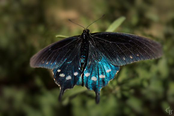 Butterflies-5