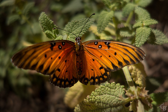 Butterflies-6
