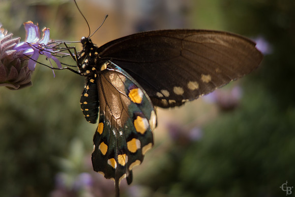 Butterflies-4