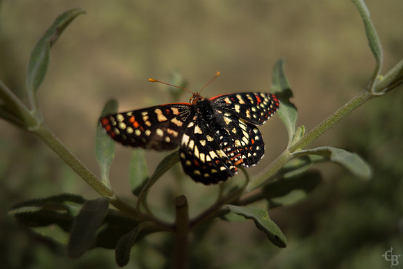 Butterflies-3