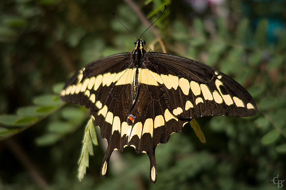 Butterflies-2