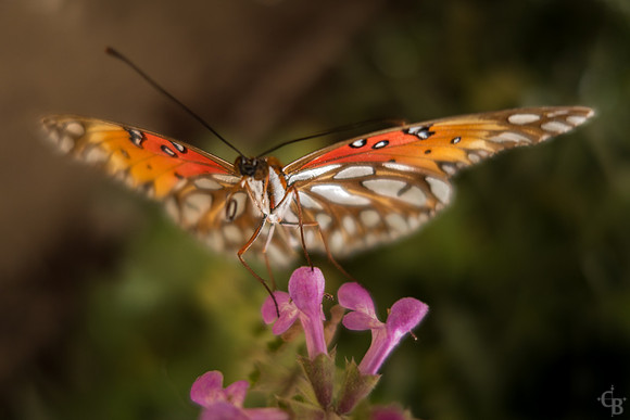 Butterflies-1
