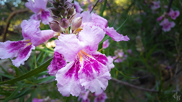 Botanic Garden S6 Test-4