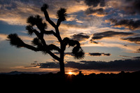 Mojave-14