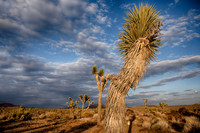 Mojave-12