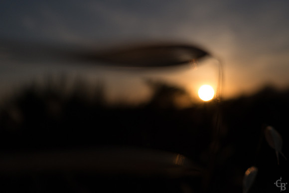 Golden Haze
