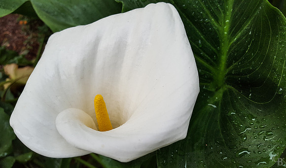 Calla Lily