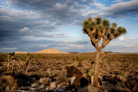 Mojave-11