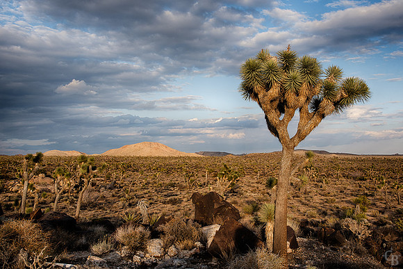 Mojave-11