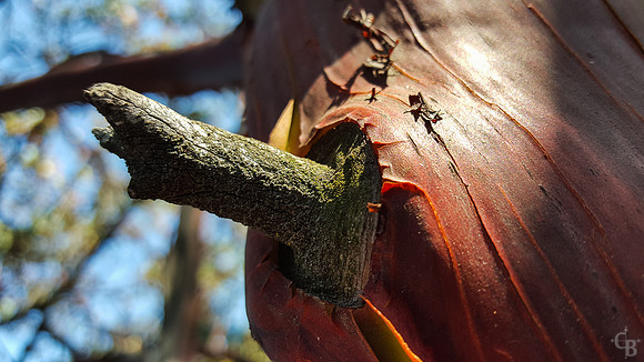 Botanic Garden S6 Test-2