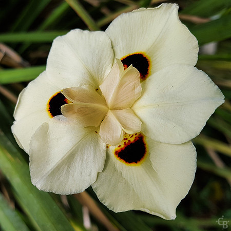 S6 Flower Test