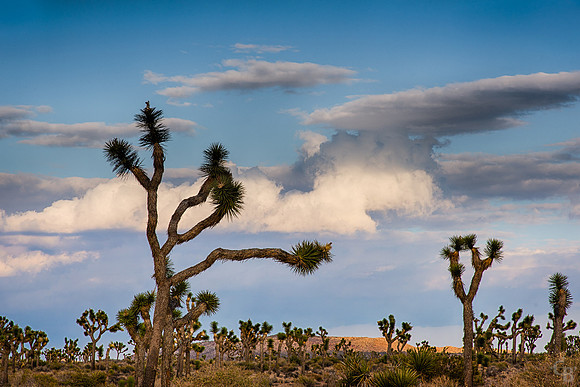 Mojave-10