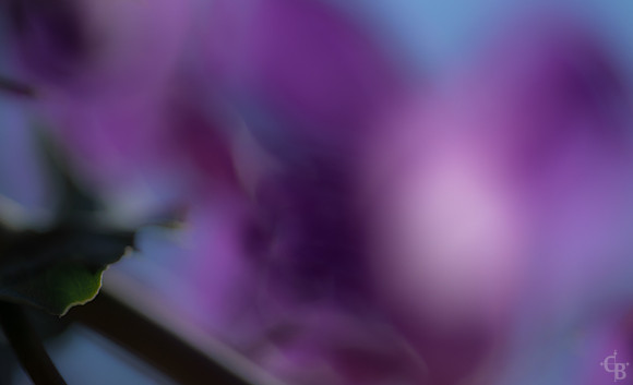 Purple Haze 2