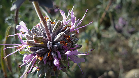 Botanic Garden S6 Test-3