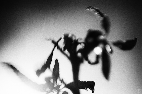 Glendora Ridge Abstract