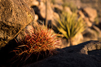 Mojave-13