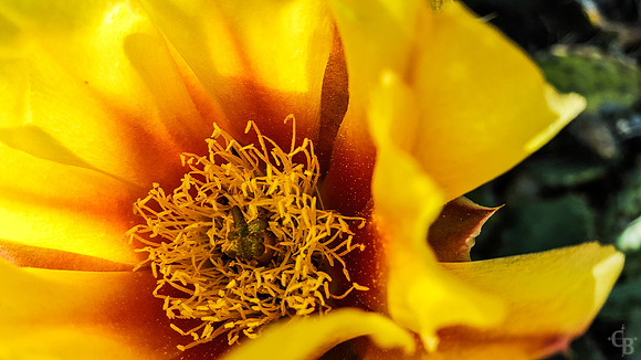 Botanic Garden S6 Test-5