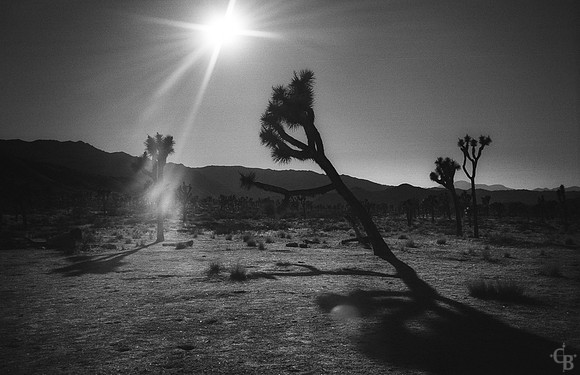 Joshua Tree 100514-2