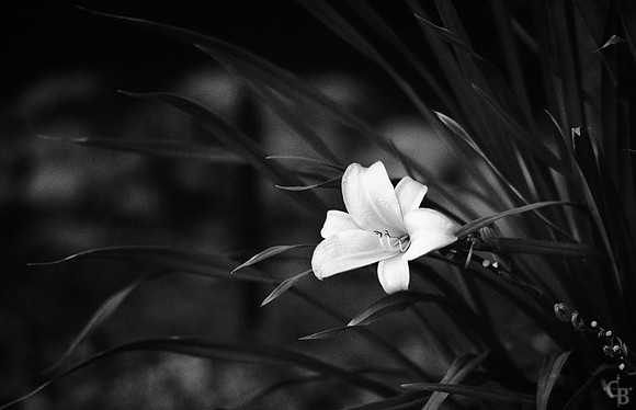 Minolta300_Test000