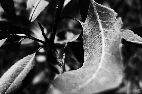 Botanic Garden 101915-2
