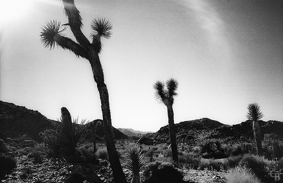 Joshua Tree 100514-1