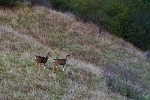 Mule Deer