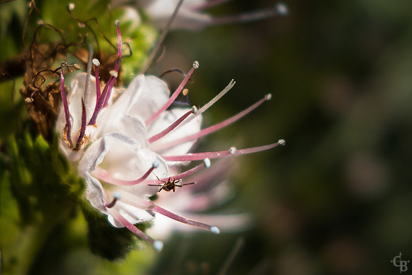A San Dimas Morning-6