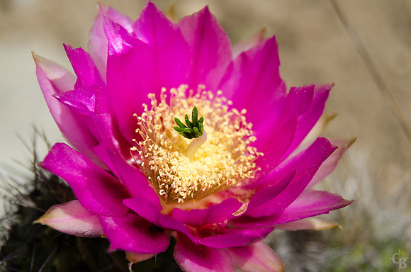 Botanic Garden 042212-1