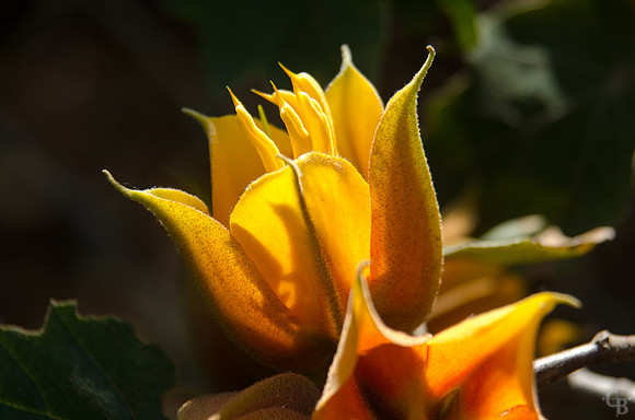 Botanic Garden 042212-3
