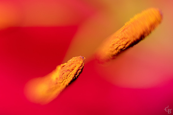 Lily Macro-1