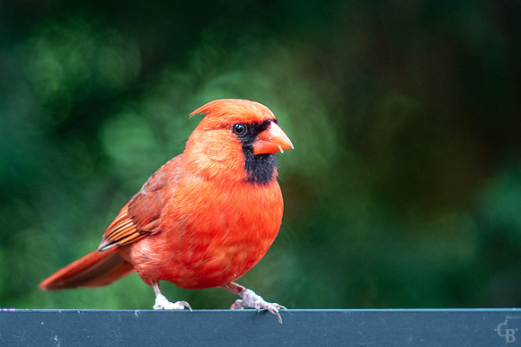 Big Red