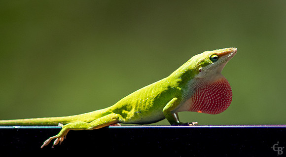 Lizzard-1