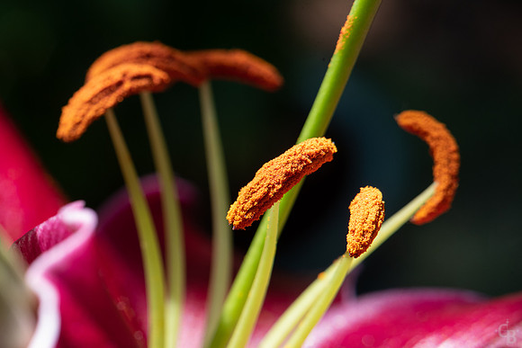 Lily Macro-4