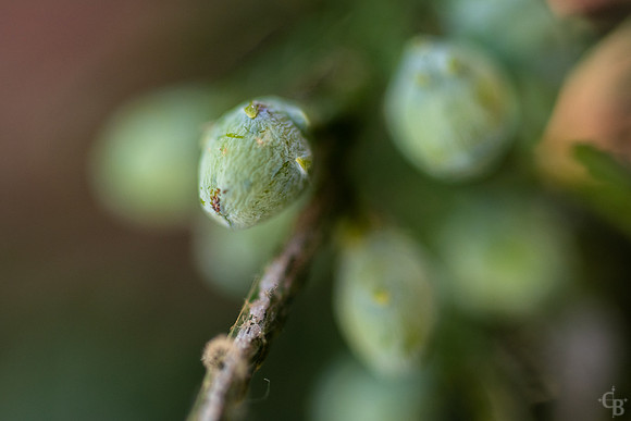 Red Cedar Berries-3