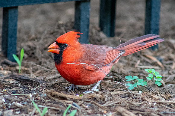 Big Red 2