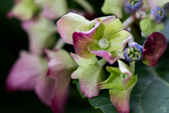 Hydrangea-2