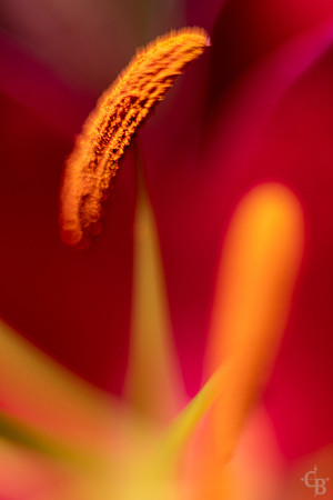 Lily Macro-2
