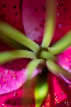 Lily Macro-3
