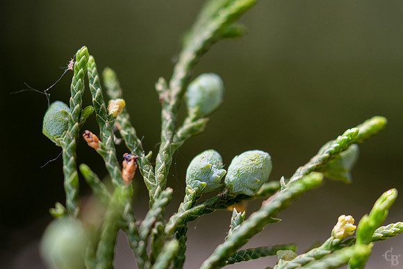 Red Cedar Berries-1