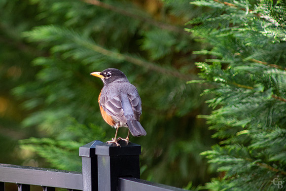 Robin