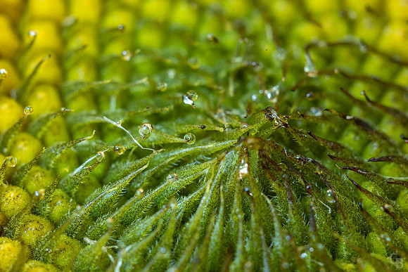 Sunflower-2