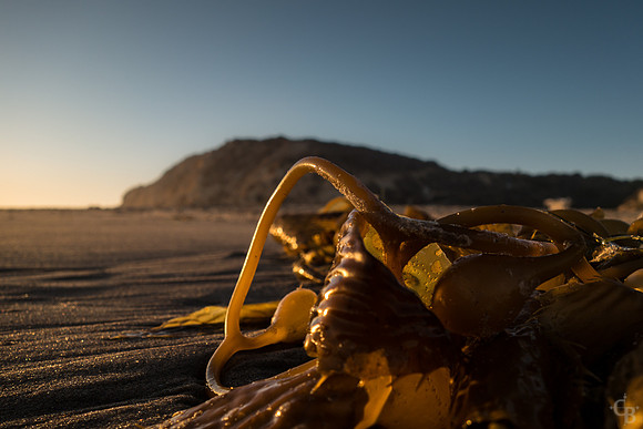 Crystal Cove Oct-4