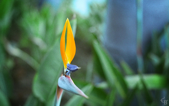 BurbankFG_Reala005_FlatCrop