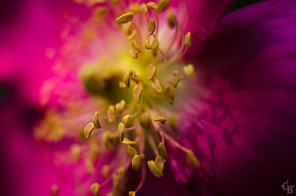 Botanic Garden 042212-2