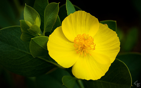 5926_treepoppy