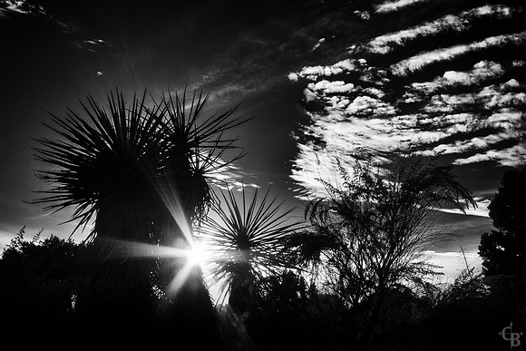 Botanic Garden 112613-1