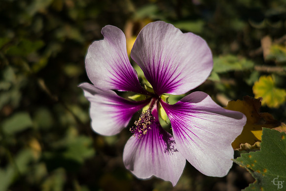 A San Dimas Morning-5
