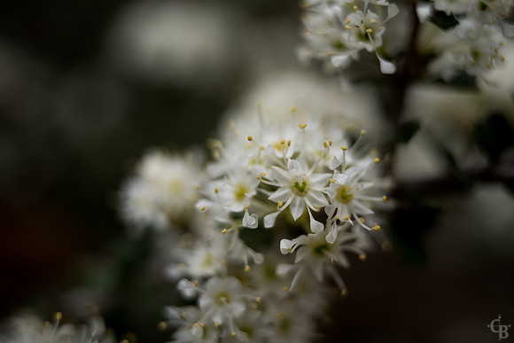 Botanic Garden 020715-1